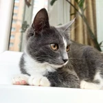 Фото №6 Котенок Фибби в серо - голубой шубке в дар