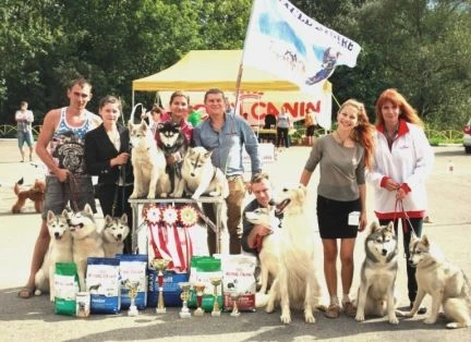 Фото Подготовка собак к выставке(хэндлинг), окд