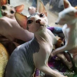 Фото №2 ЛАСКОВЫЕ И НЕЖНЫЕ КОТОДЕТКИ
