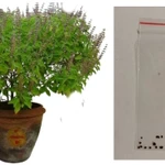 фото Семена Туласи, в пакетике, для выращивания дома.