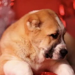 фото Шикарный щенок алабая