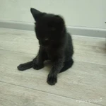 Фото №3 Отдадим котят в добрые руки