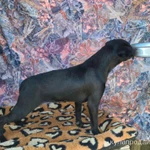 Фото №6 Брабансон черный и шоколадный