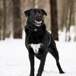 Фото №8 Чёрный богатырь Макс в добрые руки