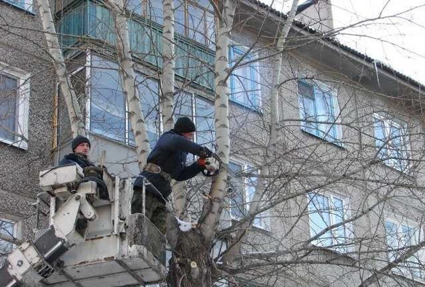 Фото Опиловка деревьев покос травы