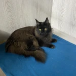 Фото №5 Котята мейн кун