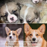 Фото №3 Щенки вельш корги пемброк