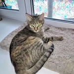 Фото №11 Маленькая королева Кетти в добрые руки