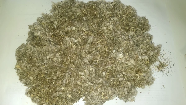 Фото Улюк хлопковый