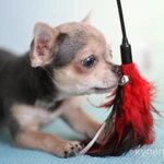 Фото №6 Малыши Чихуахуа