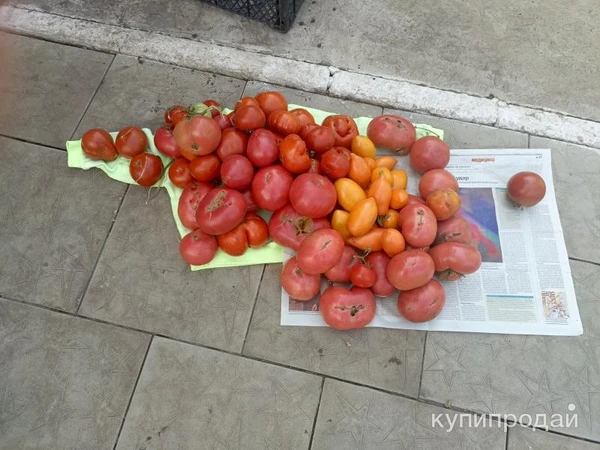 Фото Помидоры ?