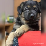 Фото №3 Щенки немецкой овчарки