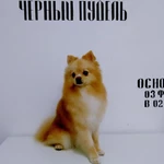 Фото №9 Груминг салон "Черный пудель" стрижки собак и кошек 