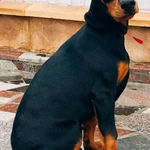 Фото №4 Щенки добермана РКФ