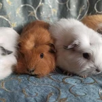 Фото №7 МОРСКИЕ СВИНКИ-разные породы