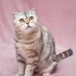 Фото №6 Уютная плюшевая кошечка Эмма ищет дом