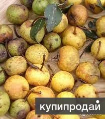 Фото Грушу садовую на переработку закупаем