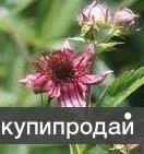 фото Сабельник болотный. Семена и корни с доставкой по России и СНГ.