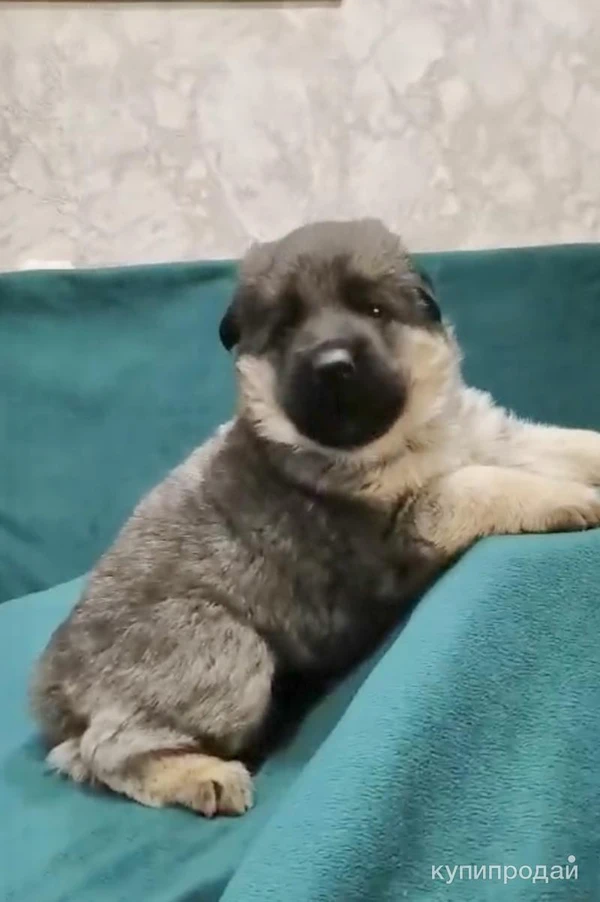 Фото Щенки немецкой овчарки голубого окраса