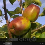 Фото №3 САЖЕНЦЫ - плодовые и декоративные,доставка !