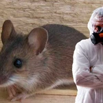 фото УНИЧТОЖЕНИЕ ГРЫЗУНОВ