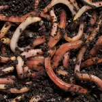 Фото №2 Продаю красных калифорнийских червей