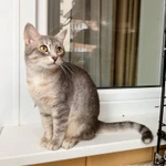 Фото №8 Кошечка Лилу серебристая полосатка в добрые руки