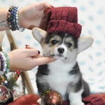 Фото №2 Щенки вельш корги пемброк