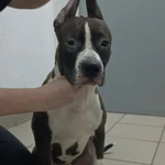 Фото №5 Щенки стаффордширского терьера