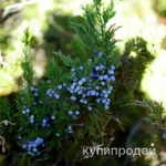 Фото №2 Ягоды можжевельника. Цена за 100 грамм. .