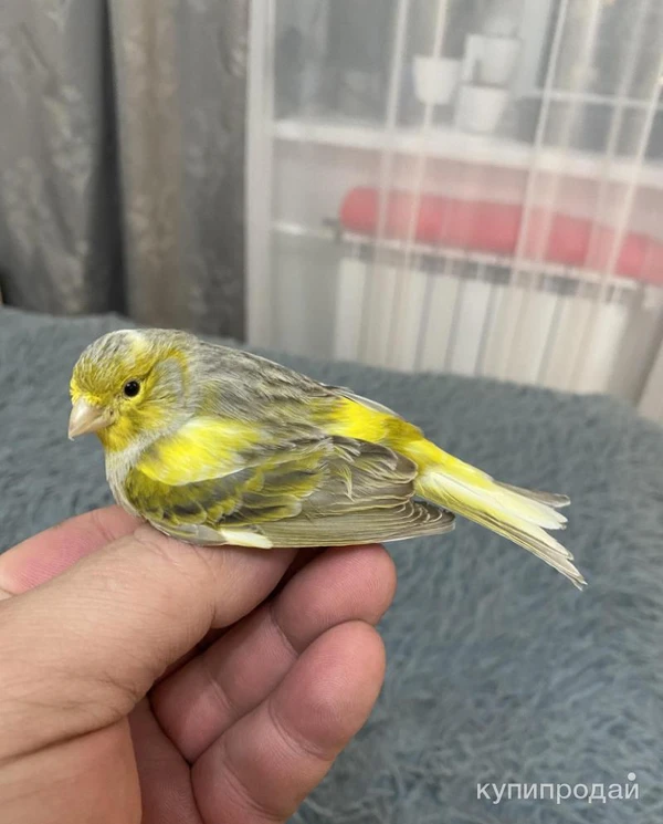 Фото Канарейка