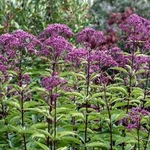 фото Посконник пурпурный. Семена с доставкой по России.