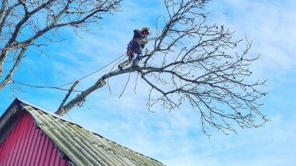 Фото Спил деревьев.Вывоз веток.Арбористика