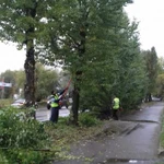 Обрезка деревьев и кустарников  Удаление деревьев 