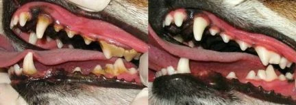 Фото Ультрозвуковая чистка зубов собак и кошек