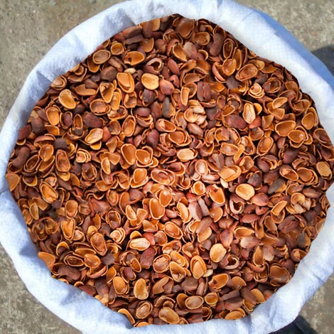 Фото Скорлупа кедрового ореха