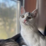 Фото №3 Котенок Булочка в добрые руки