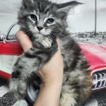 Фото №6 Мейн-кун