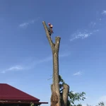Фото №9 Спилить дерево.Удаление деревьев.Арбористика