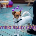 Выгул собак