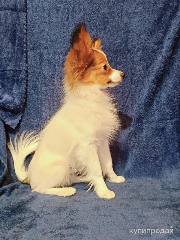 Фото Ярко-рыжий мальчик папийона