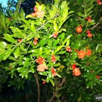 Фото №10 Саженцы плодовых растений