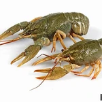 Фото №4 ПРАЙС ЖИВЫЕ РАКИ. ПРАЙС ВАРЕНЫЕ РАКИ.