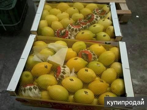 Фото Свежие лимоны из Марокко