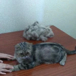 Фото №2 Стрижка кошек без седации