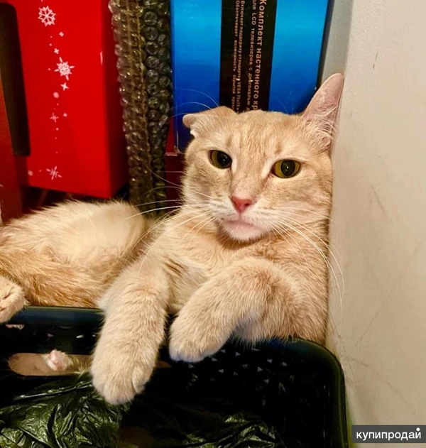 Кошечке Джулии, пострадавшей от людей нужна любовь и забота. В добрые руки