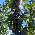 Фото №4 Фрукты