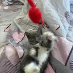 Фото №3 Котенок девочка в добрые руки