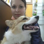Фото №6 Стрижка собак и кошек. Конаково