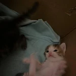 Фото №2 Котенок 2 месяца девочка